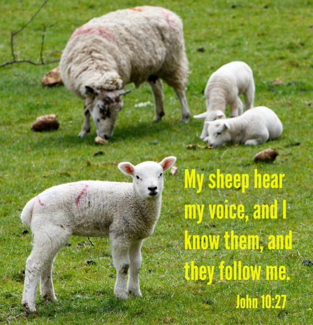 sheep know voice